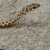 Psammophis leopardinus | Leopard Sand Snake